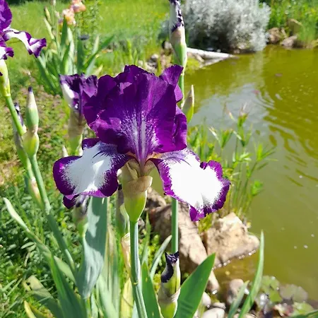 Aux Iris Feriehus Saint-Leon-sur-Vezere