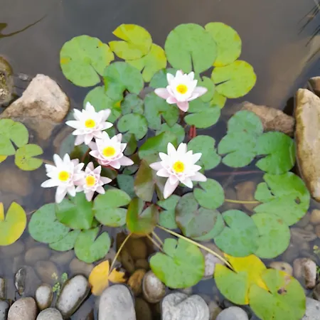 Ferienhaus Aux Iris *