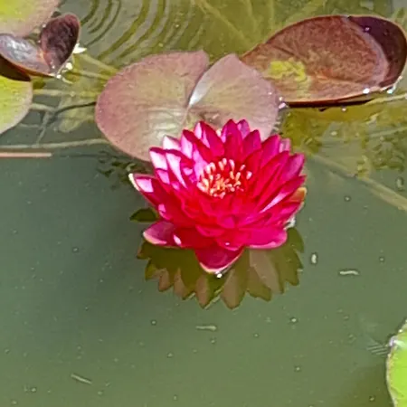 Ferienhaus Aux Iris *