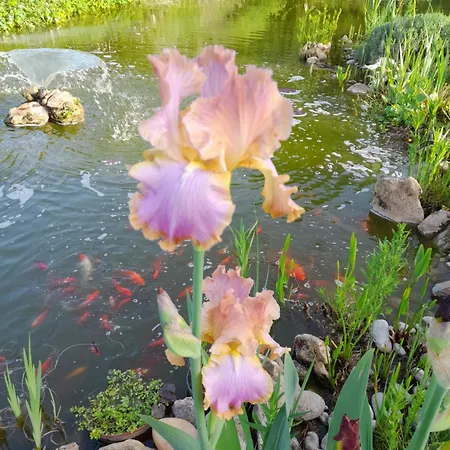 Aux Iris Ferienhaus Saint-Leon-sur-Vezere