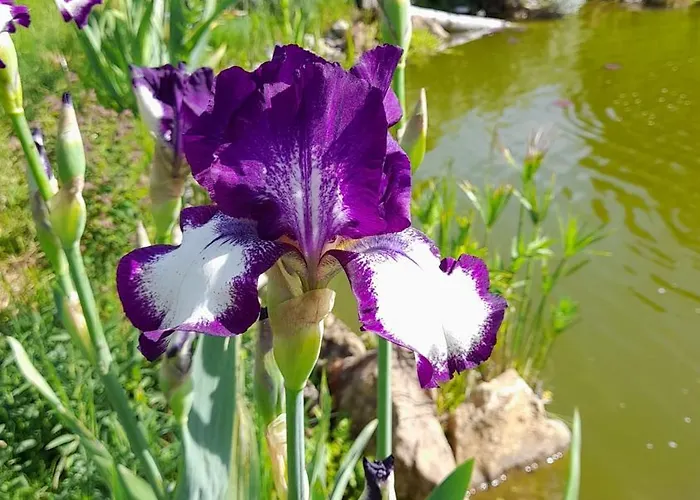 Aux Iris 別荘 サン・レオン・シュル・ヴェゼール