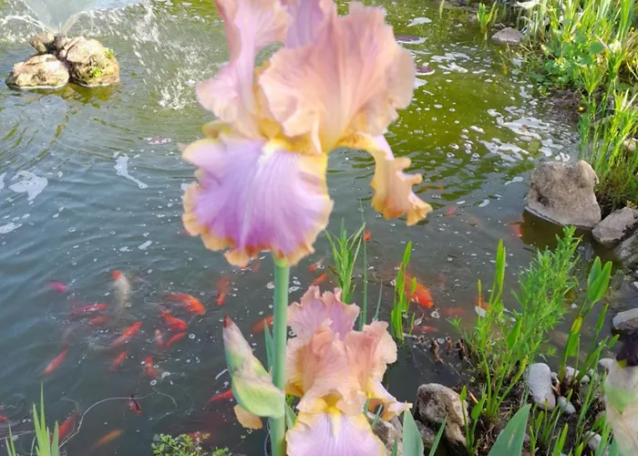 Aux Iris 別荘 サン・レオン・シュル・ヴェゼール